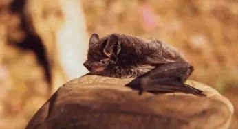 Study finds how bats evolved to avoid cancer