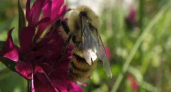 Air pollution makes it difficult for bees to find flowers: Research