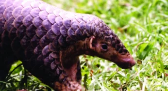 Alert Arunachal farmers save endangered Chinese pangolin from poacher
