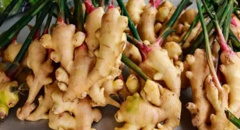 Ginger supplements can be beneficial in treating autoimmune diseases: Study