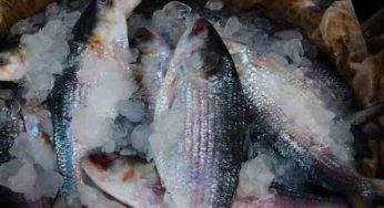 Ahead of Durga Puja, Bangladesh govt allows export of nearly 4,000 metric tonnes of Hilsas to India