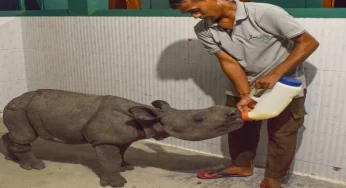 Assam forest officials celebrate World Rhino Day by rescuing orphaned calf