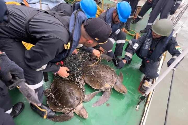 Indian Coast Guard rescues entangled Olive Ridley turtles