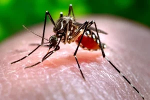 Union Health Ministry issues advisory to states in view of Zika virus cases from Maharashtra