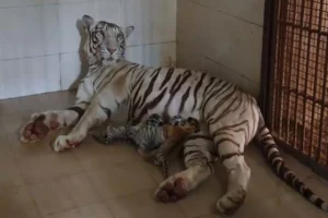 White tigress gives birth to 3 cubs, including 2 white cubs in MP’s Gwalior zoo