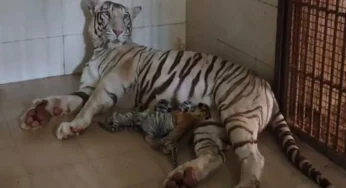 White tigress gives birth to 3 cubs, including 2 white cubs in MP’s Gwalior zoo