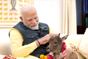 PM Modi welcomes ‘Deepjyoti’, calf born at his residence, shares video