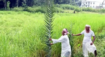 Agriculture growth expected to remain strong in second half of FY25: Bank of Baroda